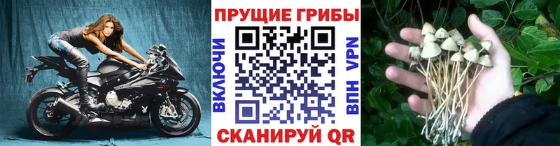 нарко площадка какой сайт  Камешково  Галлюциногенные грибы Magic Shrooms 
